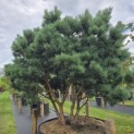 Pinus sylvestris 'Watereri' - 1