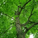 Gymnocladus dioica - 2