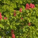 Aesculus x carnea 'Briotii' - 1