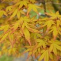 Acer palmatum 'Ueno Yama' - 2