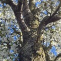 Prunus Umineko - Foto 5