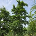 Fagus sylvatica - mei 2026