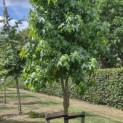 Liquidambar styraciflua - 5