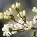 Heptacodium miconioides - 1