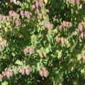 Cercidiphyllum japonicum 