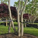 Acer palmatum 'Trompenburg' - Foto 2