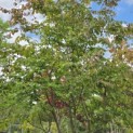 Parrotia persica - 1