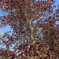 Fagus sylvatica 'Atropunicea' - mei 2026