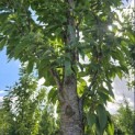 Prunus 'Sunset Boulevard' - Foto 5