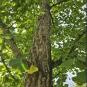Ginkgo biloba - Foto 4