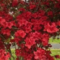 Rododendron Azalea 'Stewartstonian' - 7