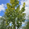 Acer platanoides 'Princeton Gold' - Foto 1
