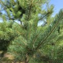 Pinus sylvestris - 6