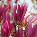 Magnolia 'Susan' - bloei voorjaar