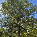 Quercus ilex - 2
