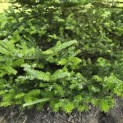 Abies Fraseri - 4
