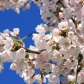 Prunus x 'Yedoensis' - 2