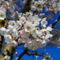 Prunus x 'Yedoensis' - 1
