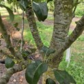 Pyrus communis (handpeer) - 3