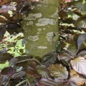 Fagus sylvatica 'Atropunicea' - 5