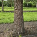Sequoiadendron giganteum - 3