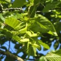 Carpinus betulus - 8