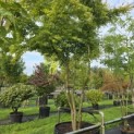 Acer palmatum - Foto 2