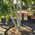 Acer palmatum 'Ryusen' - 3