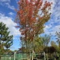 Prunus 'Sunset Boulevard' - 1
