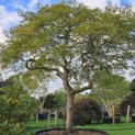 Acer palmatum 'Dissectum' - Foto 2