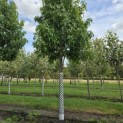 Liquidambar styraciflua 'Palo Alto' - 6