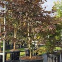 Acer palmatum 'Bloodgood' - 3
