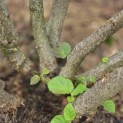 Corylus avellana 'Tonda Romana' - Foto 6