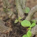 Corylus avellana 'Tonda Romana' - Foto 7