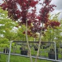 Acer palmatum 'Skeeter's Broom' - 2