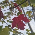Acer x freemanii 'Autumn Blaze' - 2