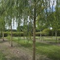 Salix x sepulcralis 'Chrysocoma' - Foto 2