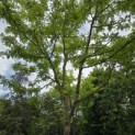 Gleditsia triacanthos 'Sunburst' - Foto 3