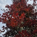 Fagus sylvatica 'Atropunicea' - donkerrood 1 juni 2026