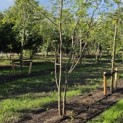 Gleditsia triacanthos ‘Sunburst' - 1
