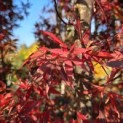 Acer palmatum 'Skeeter's Broom' - 2