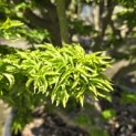 Acer palmatum 'Shishigashira' - 6
