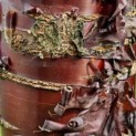 Prunus serrula - 4