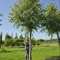 Tilia x europaea 'Pallida' - Foto 1