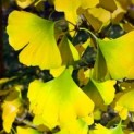 #42 Ginkgo biloba Japanischer Nussbaum, freie Dachform
