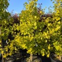 Ginkgo biloba fastigiata 'Blagon' - 1