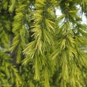 Cedrus deodara 'Aurea' - 1