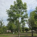 Juglans Nigra - 9