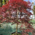 Acer palmatum 'Garnet' - 2