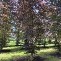 Fagus sylvatica 'Atropunicea' - Foto 6